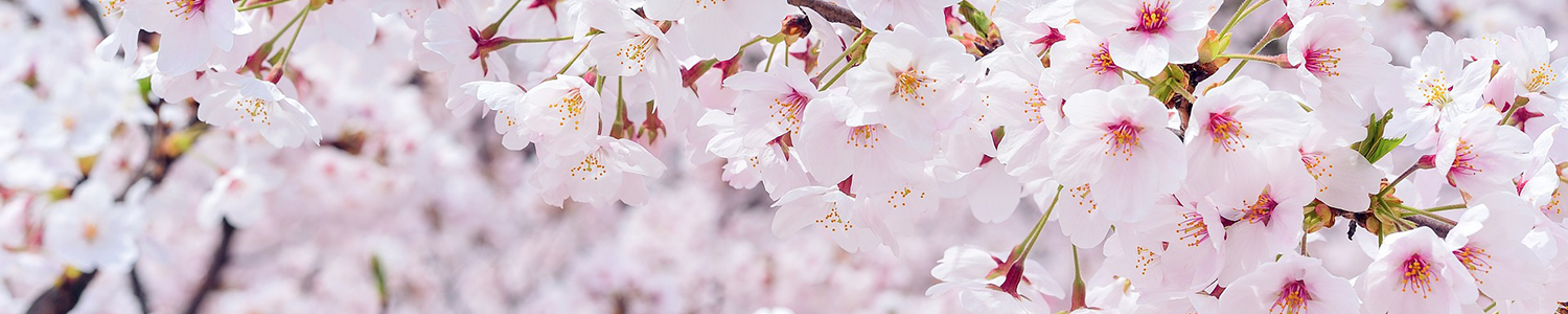 第1期生「桜 Sakura」